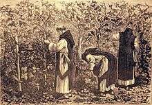 Moines cisterciens cultivant la vigne