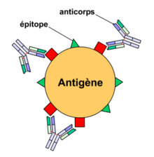 Figure 3 : Anticorps monoclonaux, liaison à un épitope spécifique.