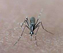 Aedes (Stegomyia) albopictus surnommé « moustique tigre », bien caractérisé par une ligne blanche longitudinale unique visible sur le scutum (« dos » du moustique).