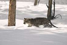 Jeune puma dans la neige.