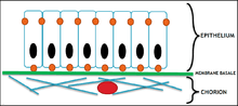 Organisation d'une muqueuse (épithélium, membrane basale et chorion). En rouge, un vaisseau qui va nourrir l'épithélium grâce au chorion.