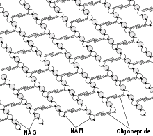 structure du peptidoglycane présent dans la paroi des bactéries et qui contribue à sa solidité mécanique. Les antibiotiques de la famille des bêta-lactames comme la pénicilline bloquent la synthèse de ce polymère et fragilisent la cellule