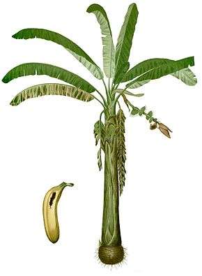 Musa paradisiaca