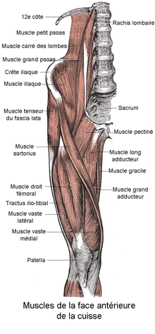 Muscles de la cuisse droite vus de face.