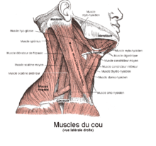 Les muscles superficiels du cou. Face latérale