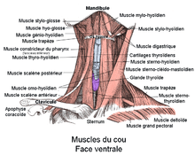 Les muscles superficiels du cou. Face ventrale