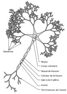 Schéma d'un neurone.