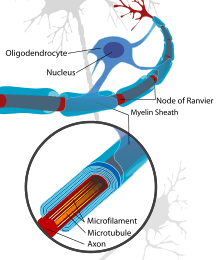 Représentation de neurone nerveux centraux.