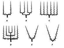 Formes de palmettesA: en UB: en double uC: candélabreD: VerrierE: en YF: en V