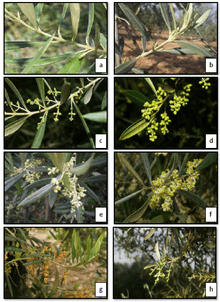 phénologie d'olive. Scala BBCH: a-50, B-51, C-54, d-57 (<15 fleurs ouvertes); f-65 (> 15% fleurs ouvertes); g-67 (<15% fleurs ouvertes); h-68 (Oteros et al., 2013)[5]