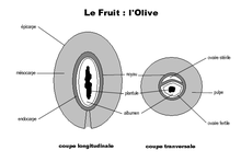 Olive vue en coupe.