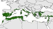  Distribution potentiel d'olive en zone de Méditerranée. Indicateur biologique du bassin Méditerranéen. (Oteros, 2014)[2]