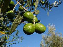 Les Carthaginois ont développé la greffe de l’olivier à des fins d’amélioration de la productivité