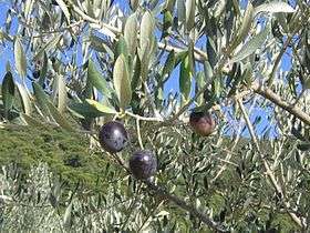 Des olives noires de Nyons sur leur branche