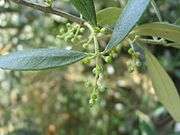 Début du développement des olives sur leur rameau