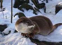 En région tempérée, la loutre n'hiberne pas. Dépourvue de réserves importantes de graisse, elle doit aussi chasser en hiver.