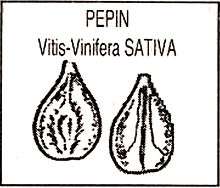 Pépin de Vitis vinifera sativa