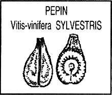 Pépin de Vitis vinifera silvestris