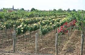 Pépinière de rosiers tiges à Caillouet (Eure, France)