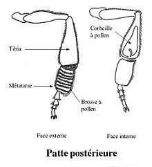 Anatomie de l’abeille.