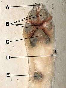 patte de chien