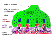 (fig. 9) Schéma d'un pédicule de cône de la rétine de macaque. Seulement quatre rubans et leur triade sont dessinés. Les dendrites des cellules horizontales (en rouge) et celles des cellules bipolaires ON (en noir violet) s'invaginent tandis que les dendrites des cellules bipolaires OFF (en lilas) ont des contacts plats avec la base du pédicule (d'après Haverkamp et als[6])