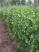 Culture de pois palissés sur du grillage