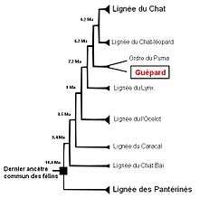 Arbre phylogénétique des félins