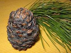 Pin cembro (Pinus cembra)