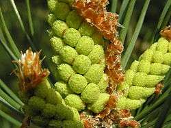 Pin sylvestre (Pinus sylvestris)