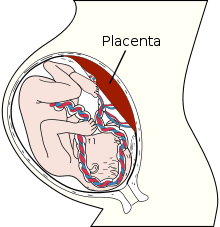 Fœtus in utero.