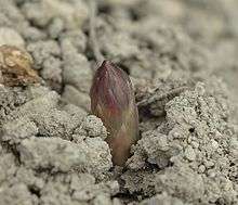 Pointe d'asperge sortant de terre