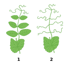 Feuilles de pois : 1 : type normal, 2 : type 'afila' sans folioles