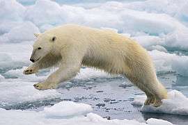 Un ours polaire bondissant entre deux blocs de glace de la banquise fondante, sur l'île de Spitzberg, dans l'archipel norvégien de Svalbard.