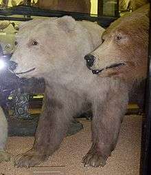 Polarbrown-1.jpg