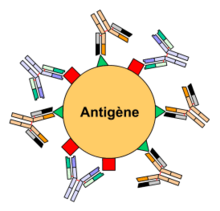 Figure 4 : Anticorps polyclonaux, liaison à des épitopes différents.