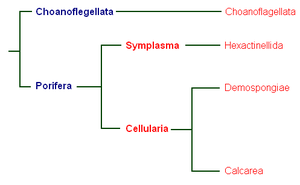 Une des phylogénies possibles des Porifera
