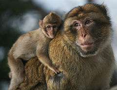 Un mâle adulte portant un jeune, comportement typique du macaque berbère, rare chez les autres macaques.