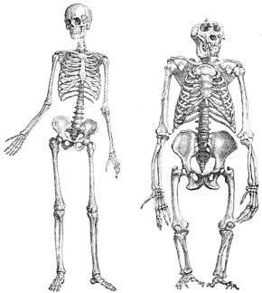 Anatomie comparée, homme et gorille.