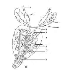 Représentation de la prostate de  3/4 : 1. Conduit déférent, 2. Ampoule du conduit déférent, 3. Vésicule séminale, 4. Conduit excréteur de la vésicule séminale, 5. Contour de la prostate, 6. Conduit éjaculateur, 7. Utricule prostatique, 8. Substance glandulaire, 9. Sphincter de l'urètre, 10. Urètre, 11. Colliculus séminal, 12. Crête urétrale