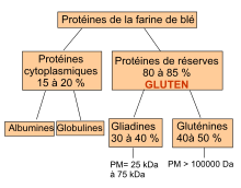 Composition protéique de la farine de blé (d'après Debiton[6])