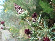 Ptilostemon abylensis