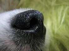 L'odorat des canidés est réputé être l'un des meilleurs parmi les mammifères. C'est une des raisons qui explique qu'ils ont été très utilisés comme chien de chasse, de garde ou de sauveteur