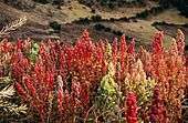 Un champ de quinoa en graines