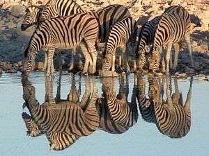 Objet et reflet - Namibie (Etosha)