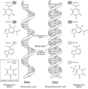 Comparaison entre une molécule d'ARN (à gauche) et une molécule d'ADN (à droite).