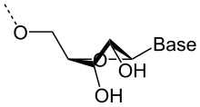 Conformation C2′-endo, observée dans les hélices de type B (ADN).