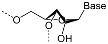 Conformation C3′-endo, observée dans les hélices de type A (ARN).