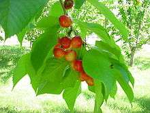 Cerises blanches.