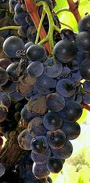 Grappe de raisin contaminée par le champignon Botrytis cinerea